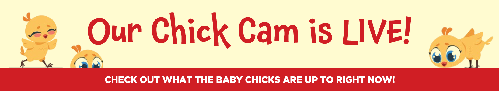 The Chick Cam is Live! Check out what the baby chicks are up to right now at our Grand Rapids, MN store location.