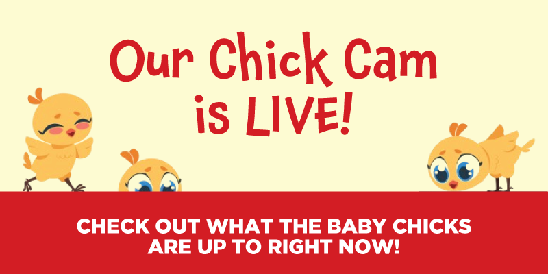 The Chick Cam is Live! Check out what the baby chicks are up to right now at our Grand Rapids, MN store location.